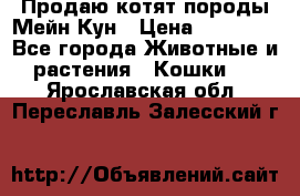 Продаю котят породы Мейн Кун › Цена ­ 12 000 - Все города Животные и растения » Кошки   . Ярославская обл.,Переславль-Залесский г.